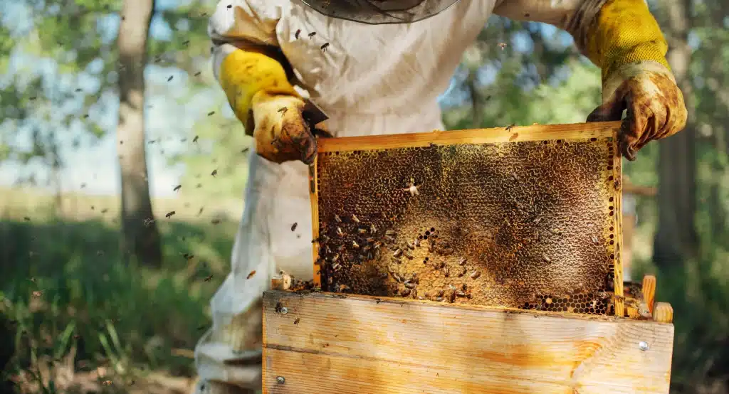 Beekeeper examining honeycomb frame filled with bees and honey in a sunny outdoor apiary.