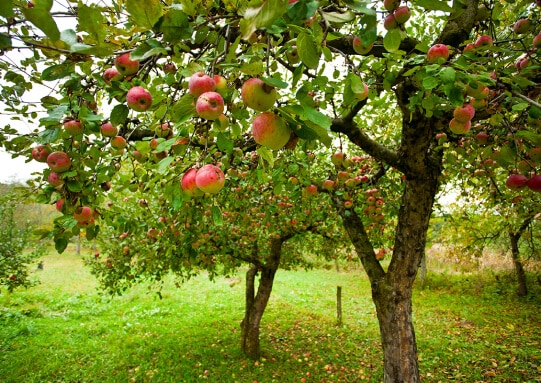 Ripe red apples in a sunny orchard during harvest season, surrounded by lush green trees.