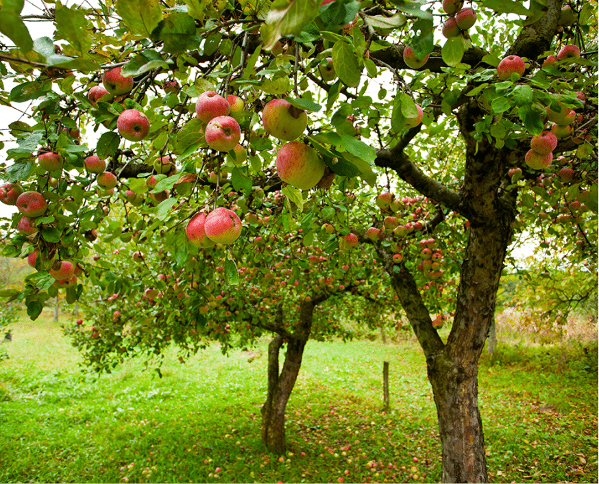 Sunlit apple orchard with ripe red apples hanging from green trees in early autumn.