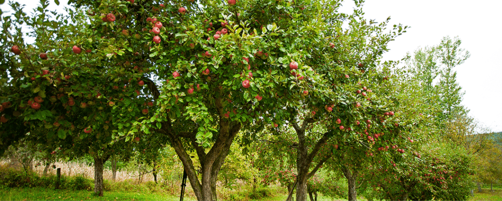 Lush apple orchard with ripe red apples on green trees in peaceful countryside.
