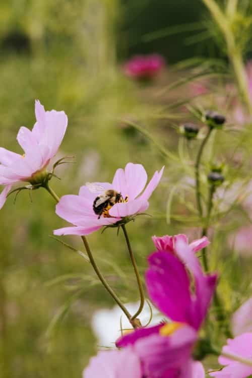 Bee collecting nectar on a pink cosmos flower in a sunlit garden.