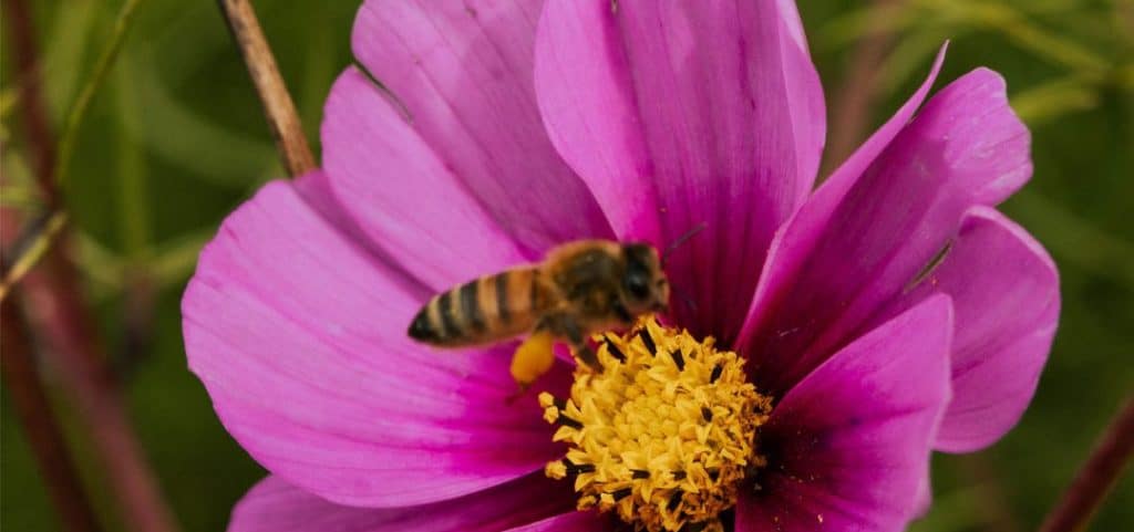 Bee collecting pollen on a bright pink flower in a sunny garden.