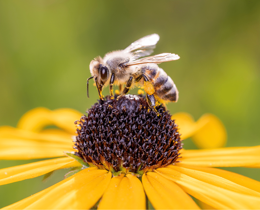 Honeybee gathering pollen on a vibrant yellow flower, symbolizing pollination and natural harmony.