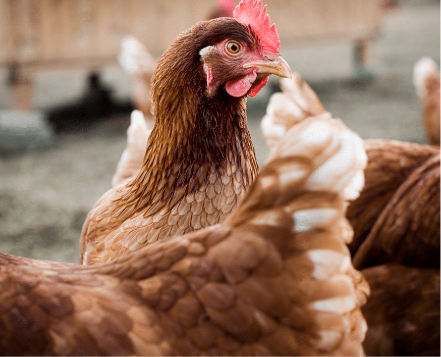 Curious brown hen with red comb standing in sunny farmyard among other chickens.