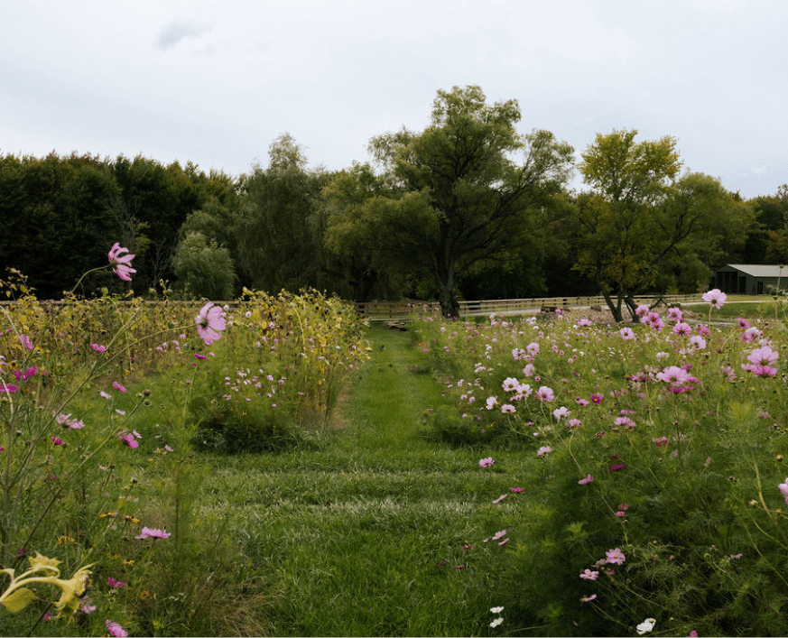 Peaceful countryside path through blooming wildflowers and green meadow under a cloudy sky.