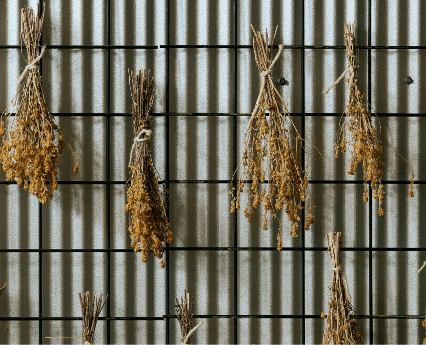 Bundles of dried herbs hanging on a rustic corrugated metal wall for natural home decor.