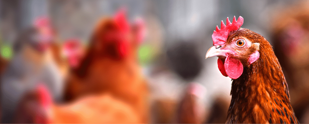 Close-up of a brown chicken with red comb and glossy feathers on a sunny farmyard.