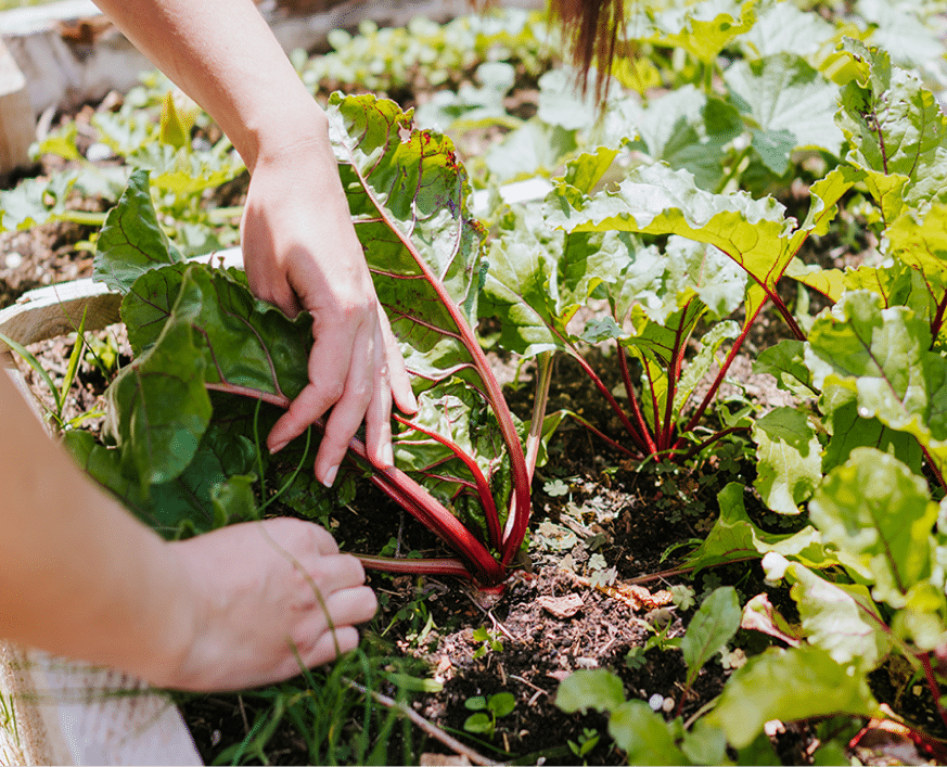 Hands harvesting leafy red-stem vegetables in a sunny garden bed.