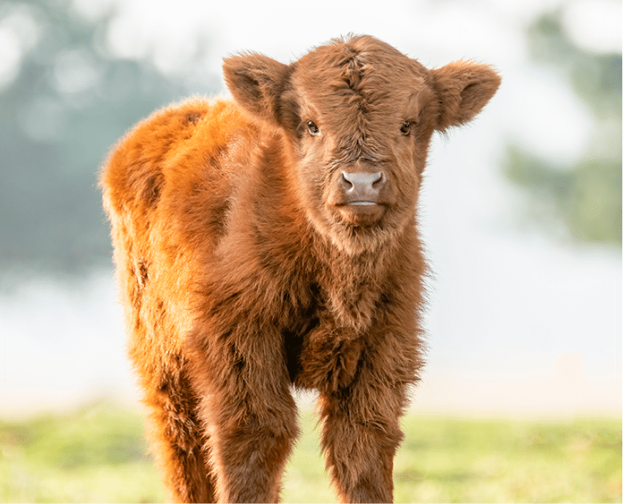 Fluffy reddish-brown Highland calf standing on a sunny grassy field in the peaceful countryside.