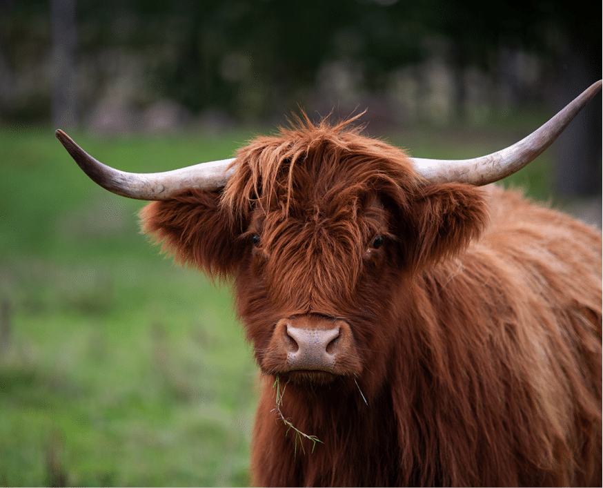 Shaggy Highland cow with long horns standing peacefully in a lush green Scottish pasture.