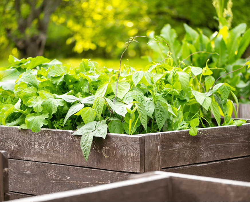 Lush raised garden bed with thriving green vegetables and herbs in natural sunlight.