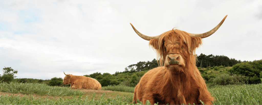 Highland cows resting peacefully on a grassy field under a cloudy Scottish sky