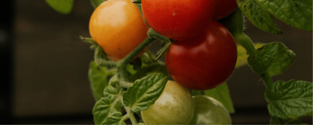 Close-up of ripening tomatoes on the vine with green leaves in soft natural light.
