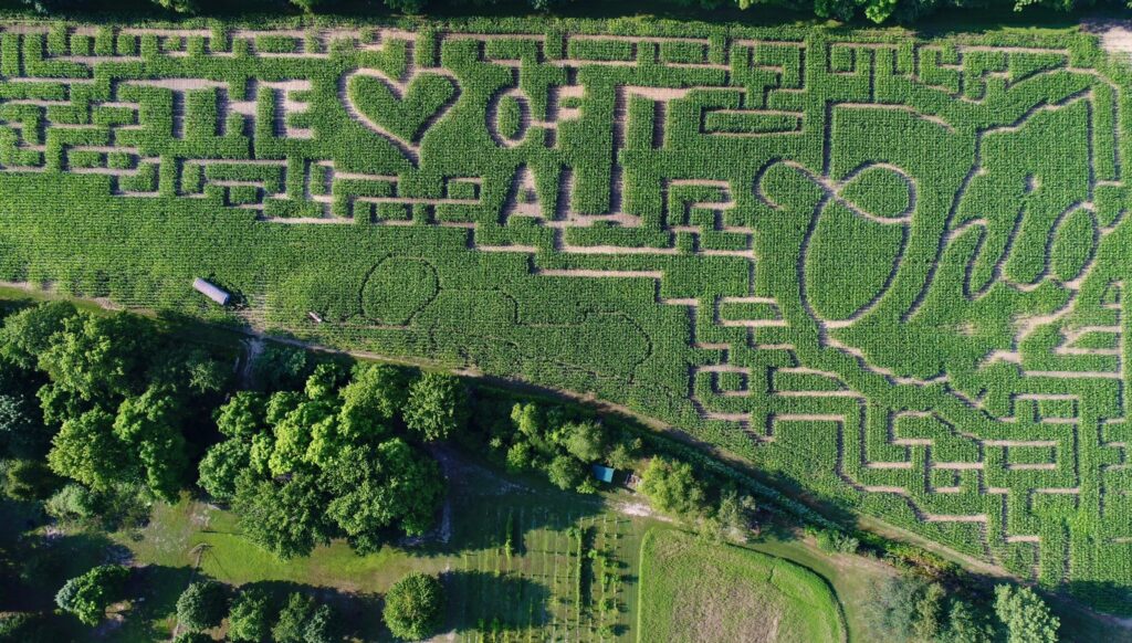 Regal Vineyards Corn Maze