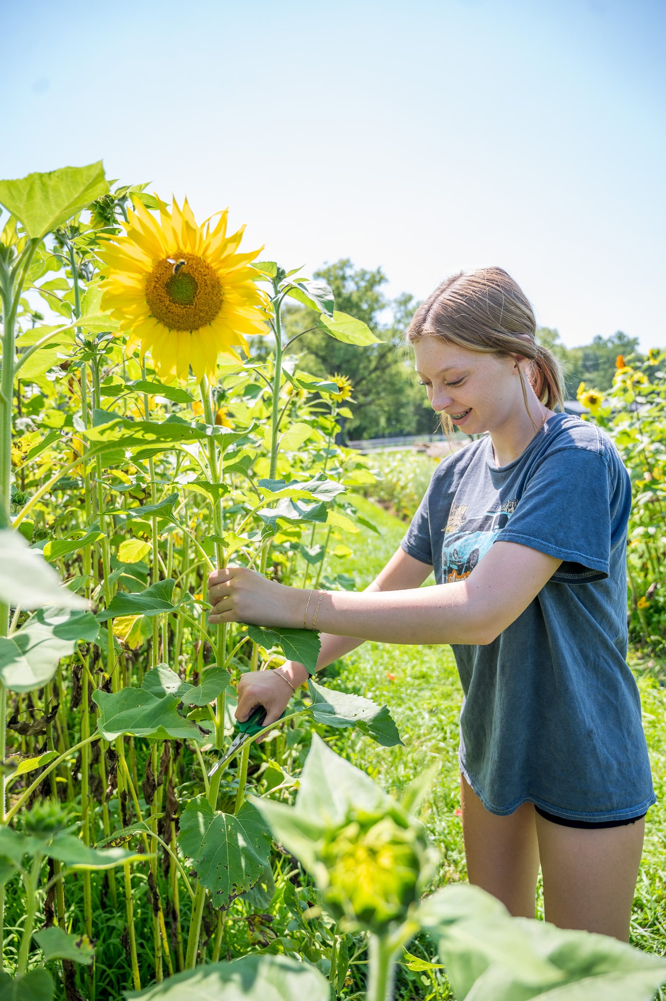 Young woman tending sunflowers in a vibrant field under a bright summer sky.
