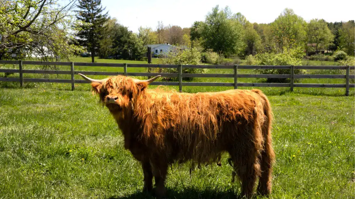 Scottish Highland cattle at Standing Rock Farms in Madison Ohio