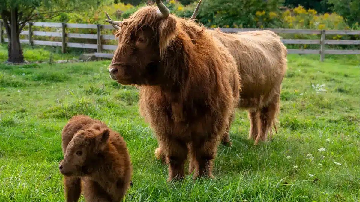 Scottish Highland cow and calf grazing at Standing Rock Farms farm stay near Madison Ohio Grand River Valley
