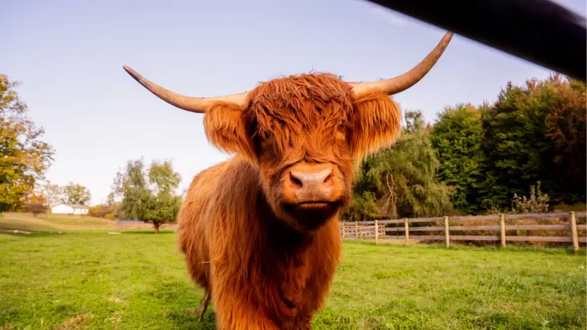 Scottish Highland cattle at Standing Rock Farms farm stay near Grand River Valley wineries