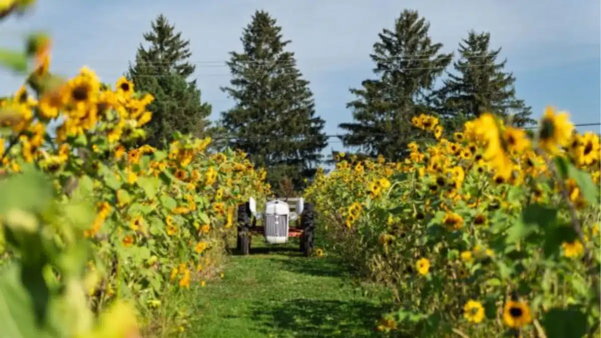 Sunrise at Standing Rock Farms Sun flower farm fields near Madison Ohio cabin rentals