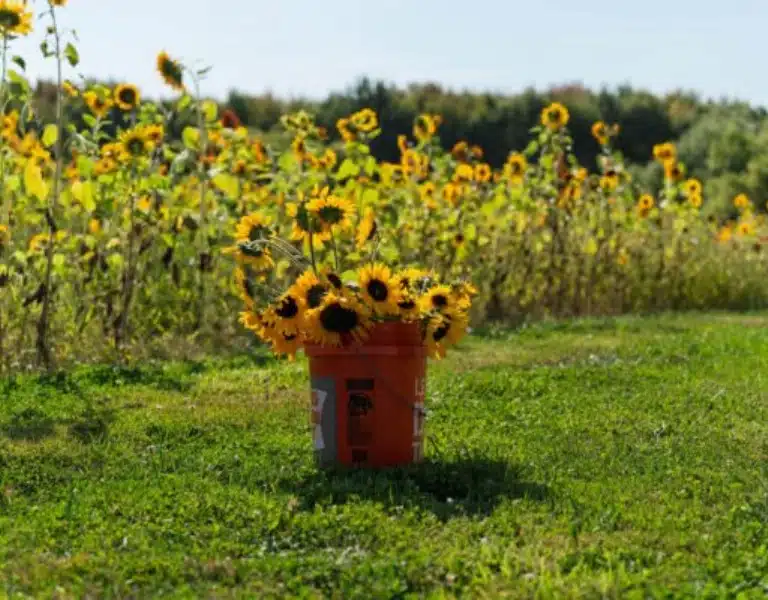 Guest picking flowers during U-Pick harvest event at Standing Rock Farms Lake County Ohio