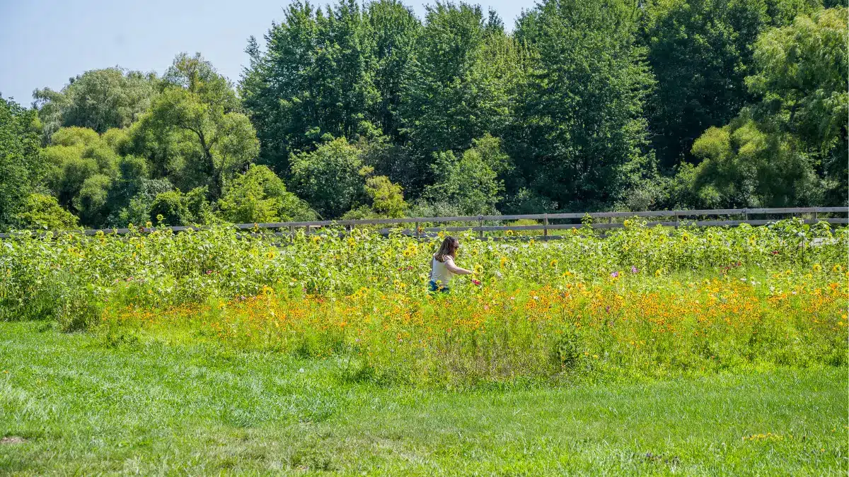 Standing Rock Farms flower fields summer elopement ceremony Madison Ohio