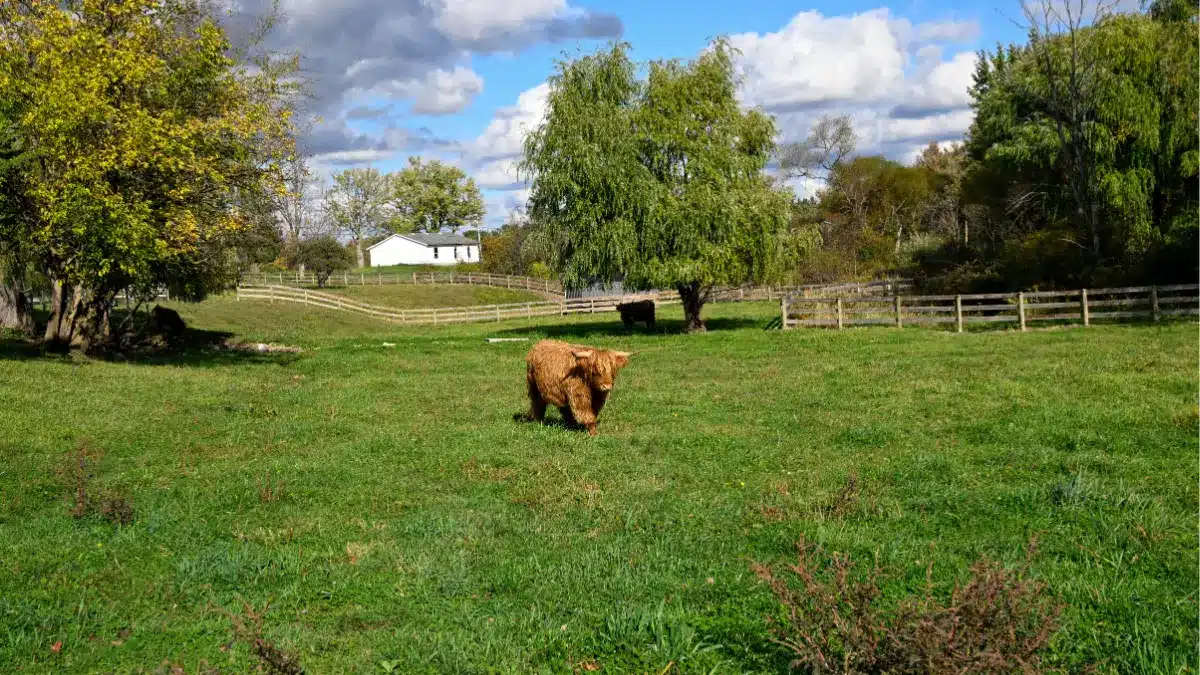 Standing Rock Farms elopement venue Madison Ohio 450 acres - high cattle cow