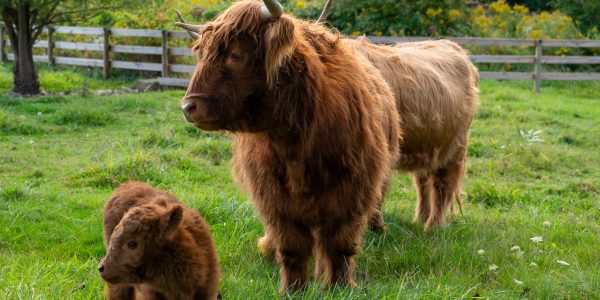 Highland cow and calf standing in lush green pasture with rustic fence and trees.